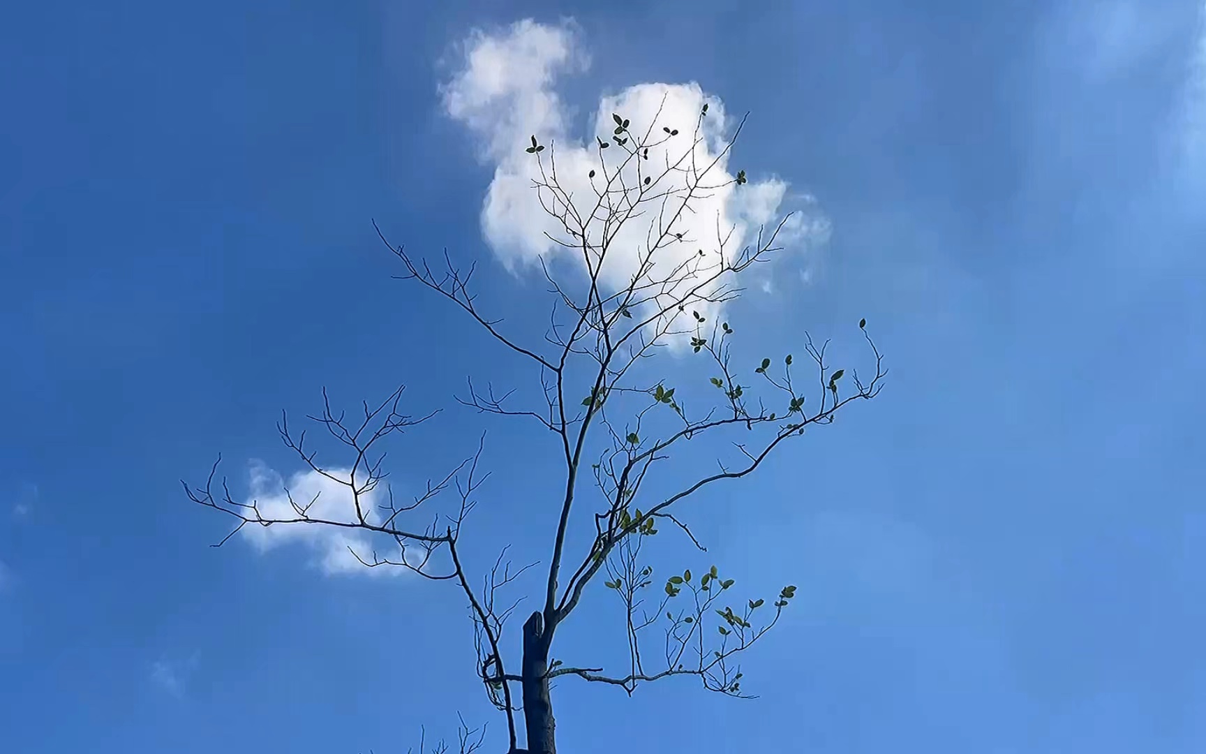 疏枝云悠