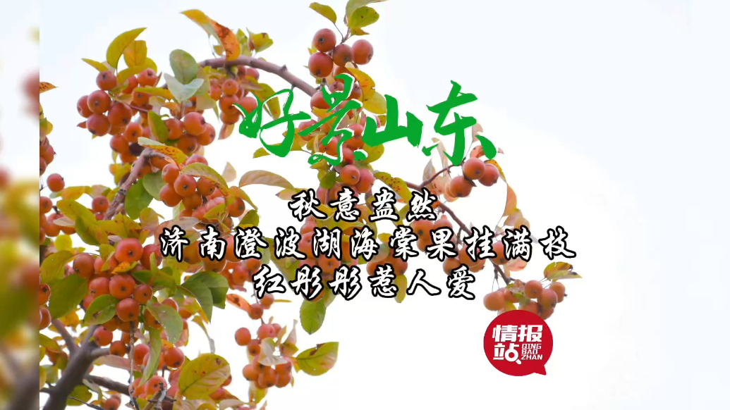 果然视频·好景山东|济南澄波湖海棠果挂满枝，红彤彤惹人爱！