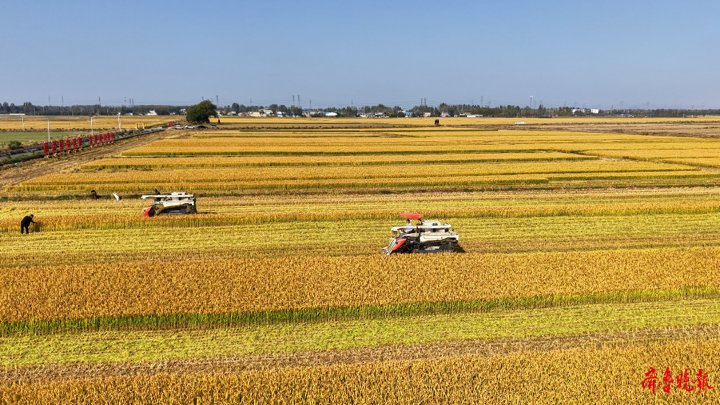 果然视频丨当日收、次日干 沂河新区沙兰农场智慧收储跑出加速度