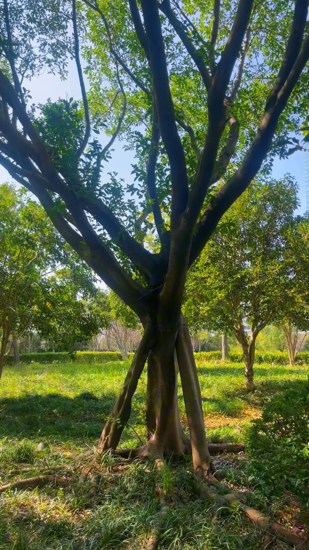 虬根擎树，翠干凌霄