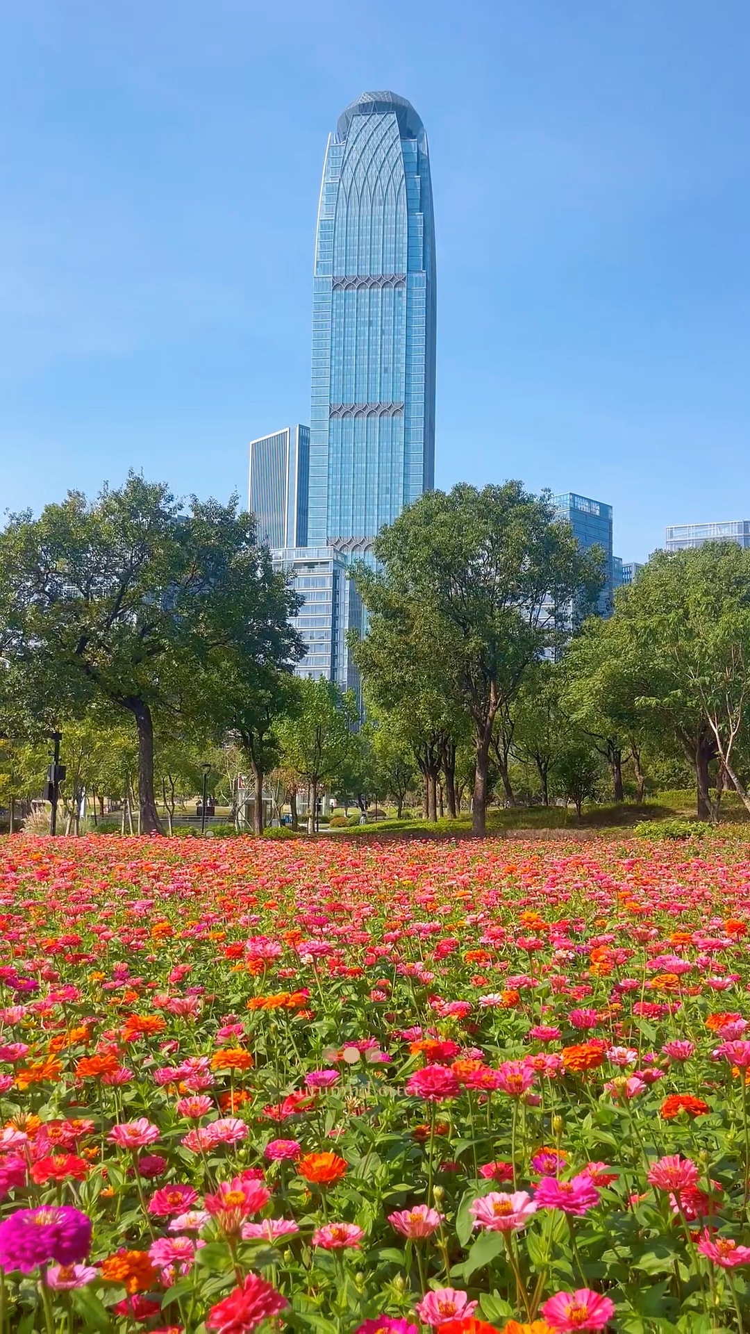 千花竞艳，一柱擎天