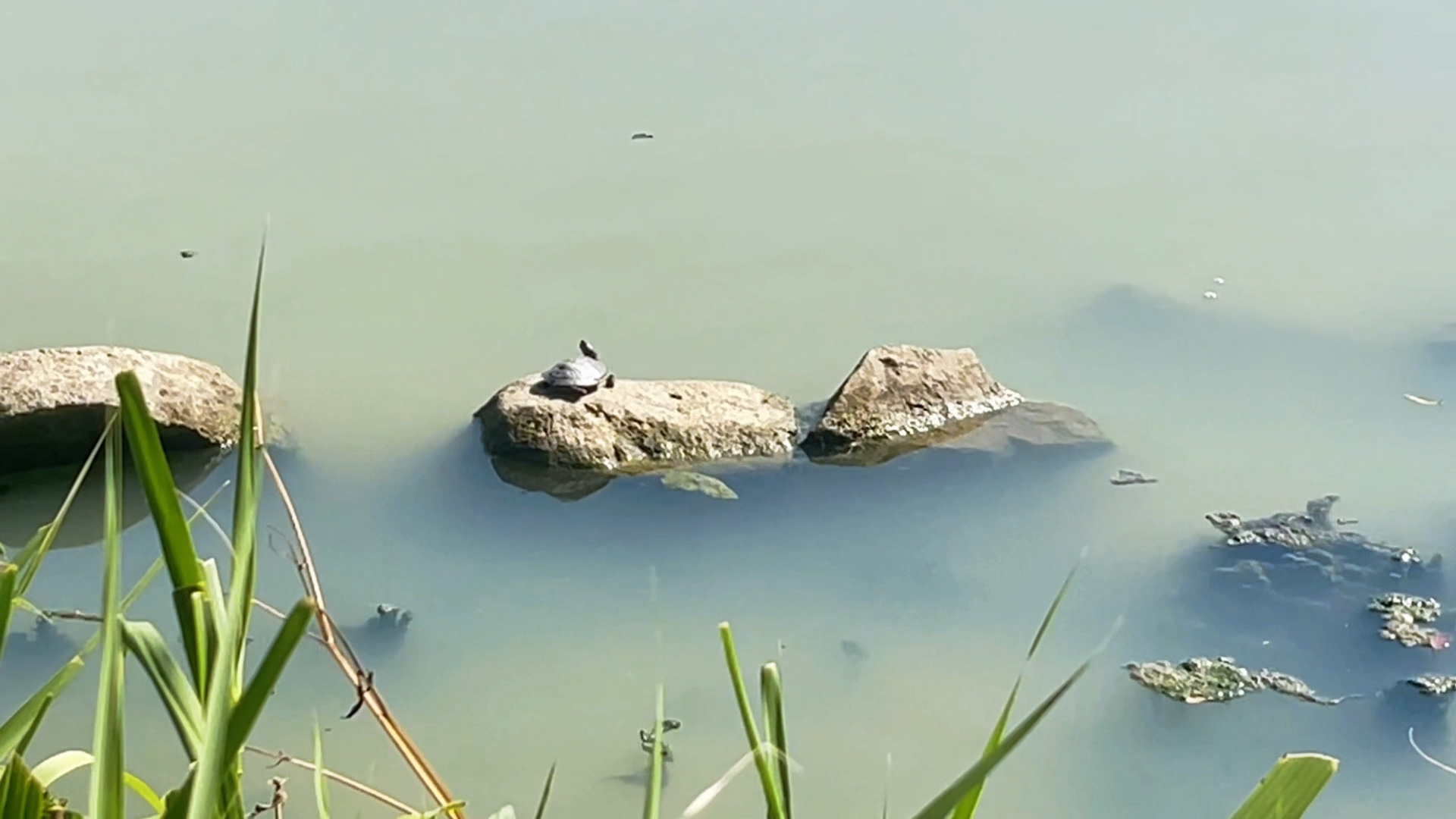 石栖灵龟，水漾清宁