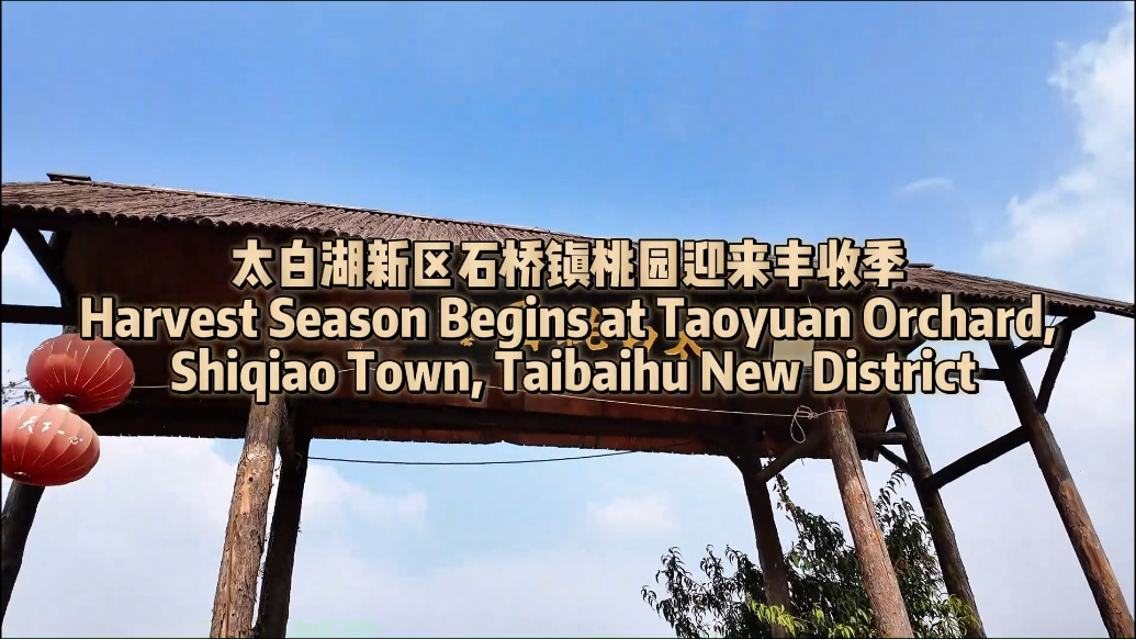 Ramble Shandong漫步山东|太白湖新区石桥镇桃园迎来丰收季 Harvest Season Begins at Taoyuan Orchard, Shiqiao Town, Taibaihu New District