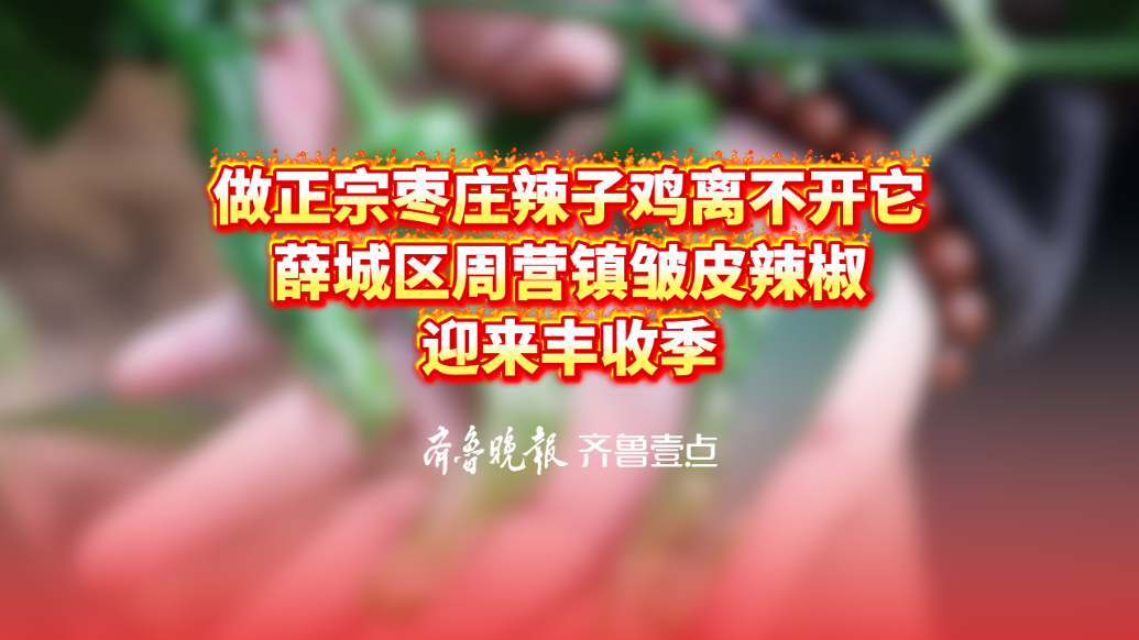 做正宗枣庄辣子鸡离不开它！薛城区周营镇皱皮辣椒迎来丰收季