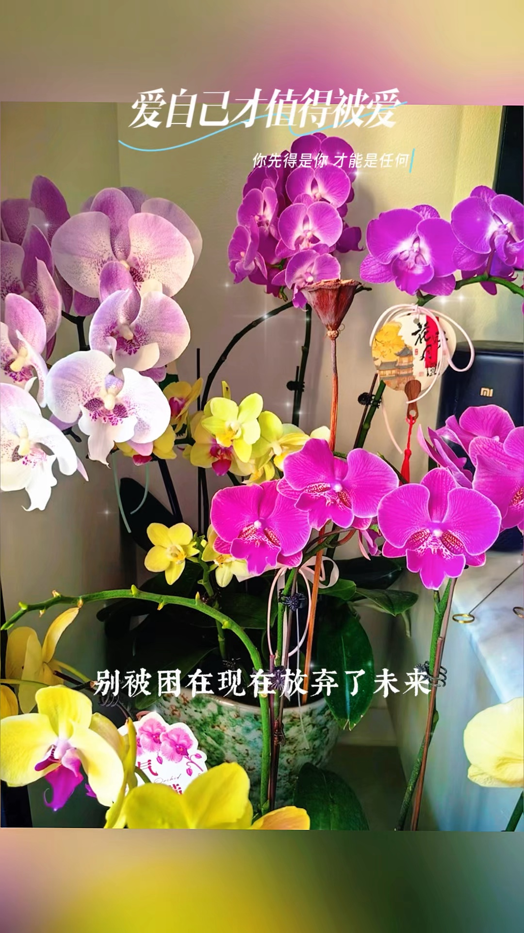 爱自己才值得被爱 ，芬芳的蝴蝶美丽了世界.摄影侯梅老师