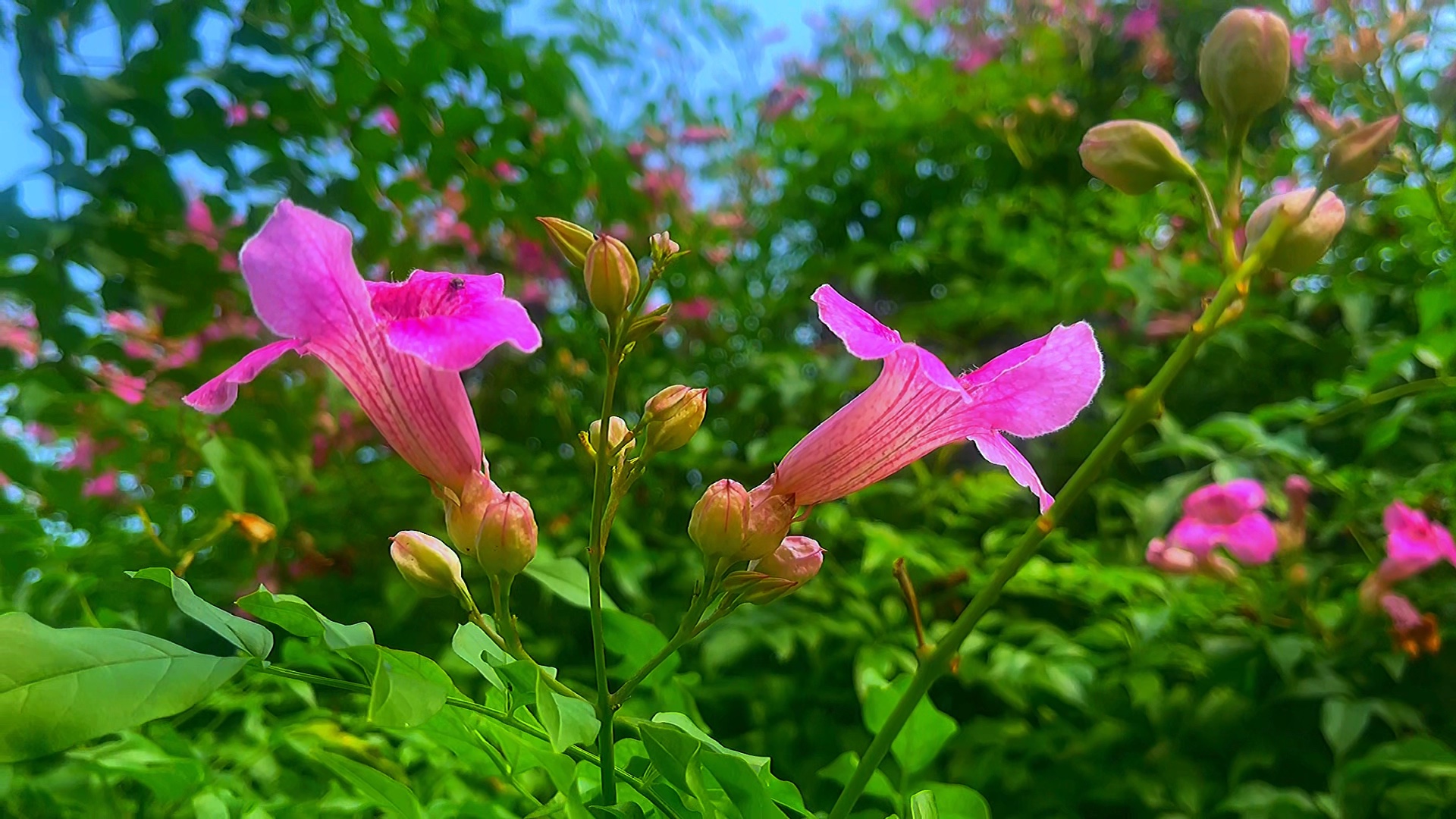 花间留韵