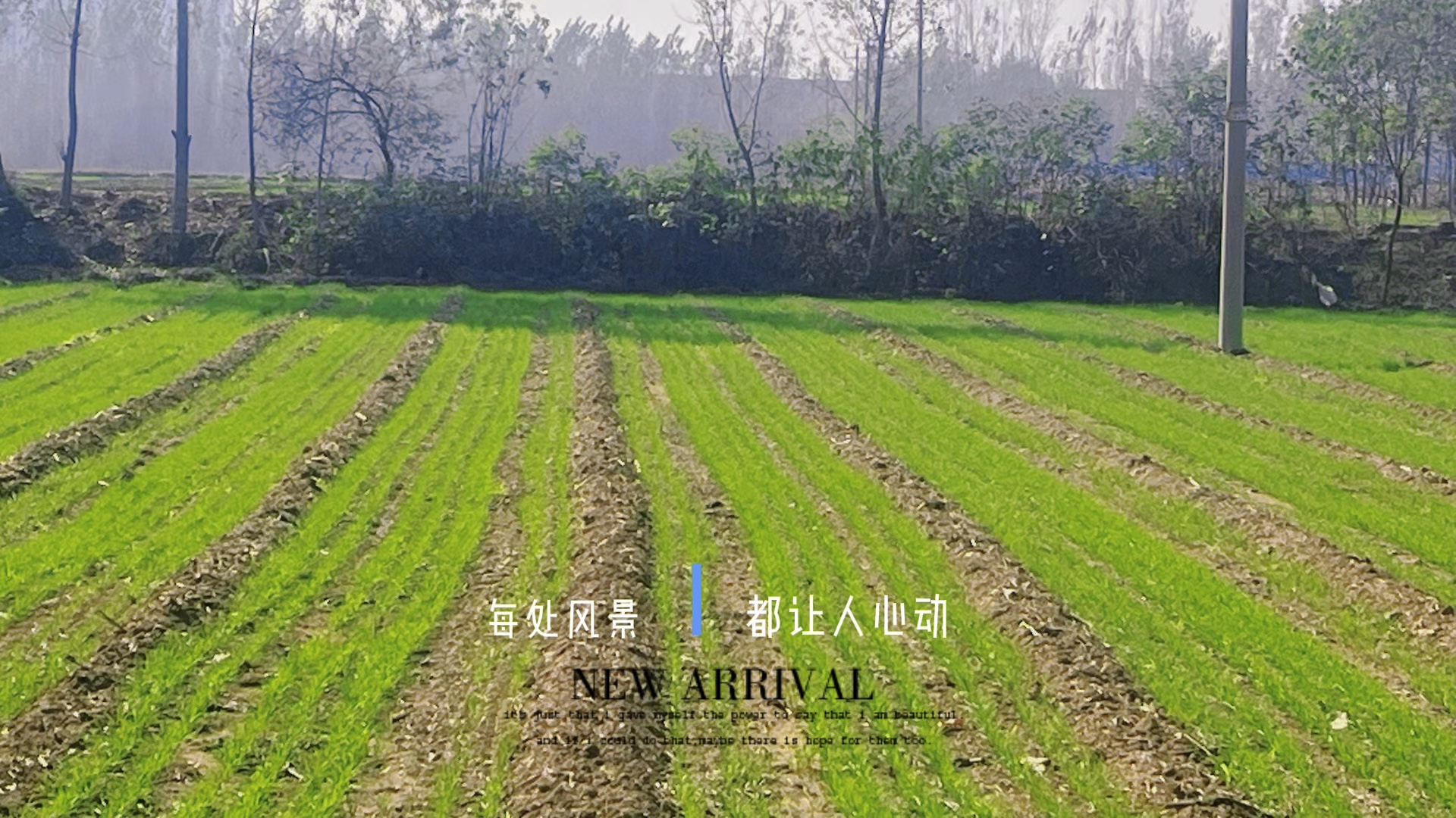 乡村田野最美的风景——麦苗儿青青.摄影秋枫