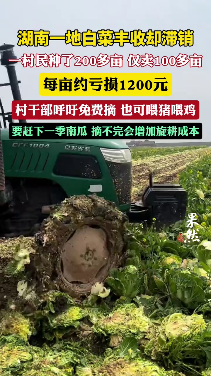 湖南一地白菜滞销村干部呼吁免费摘：马上赶下一季，摘不完会增加旋耕成本。-视频中心-齐鲁晚报网