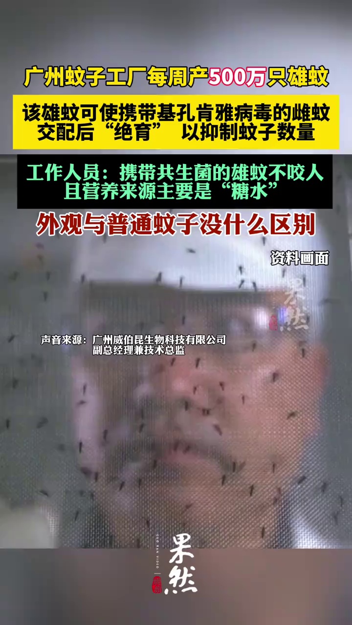 广州蚊子工厂每周产500万只雄蚊。（央广网）
