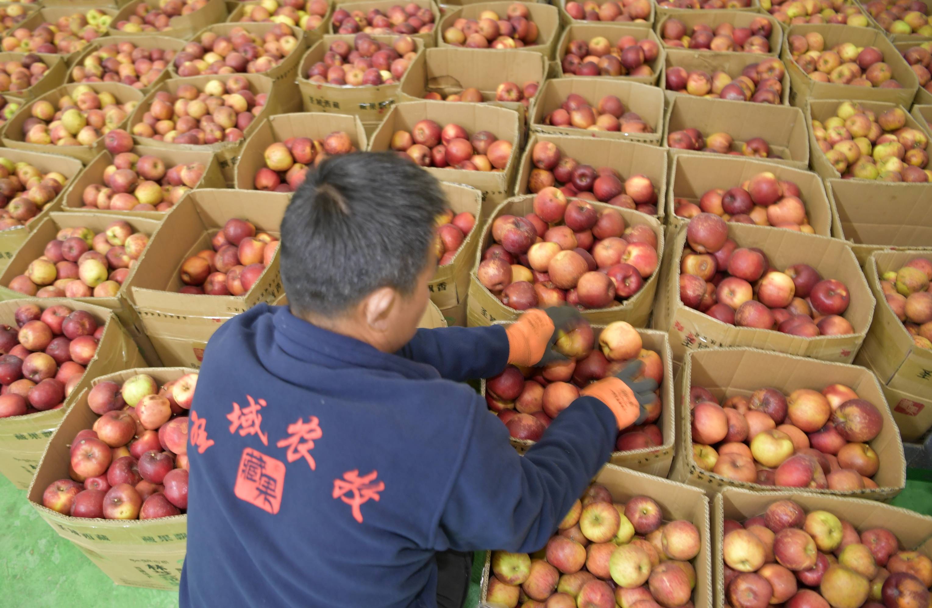 11月19日,西藏林芝圣域农牧综合有限公司工作人员在低温冻干苹果脆片