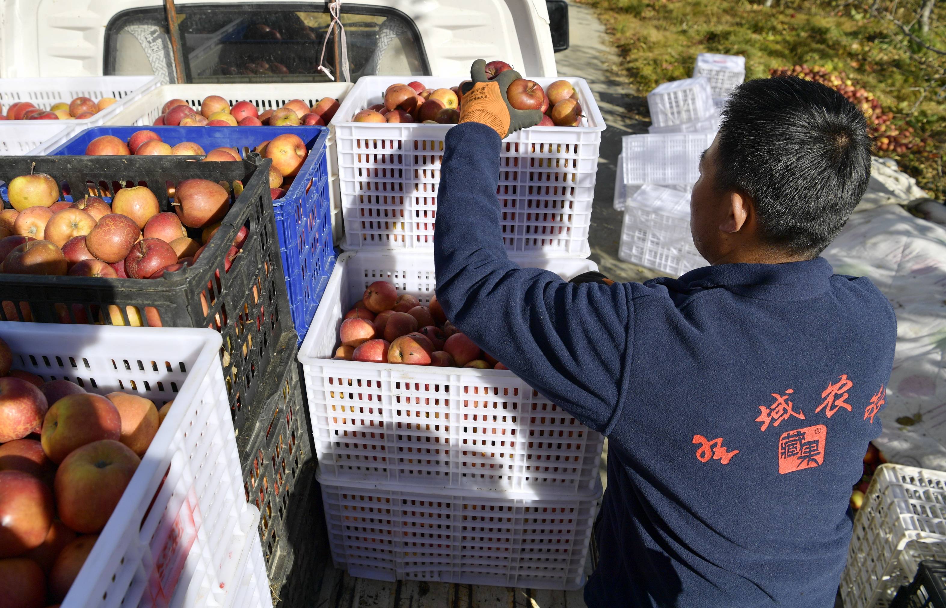 11月19日,西藏林芝圣域农牧综合有限公司的工作人员将采摘的苹果装车.