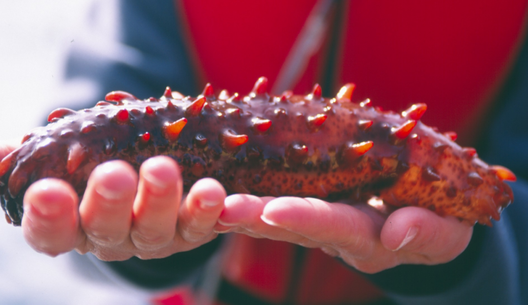 这种海参你肯定没见过!