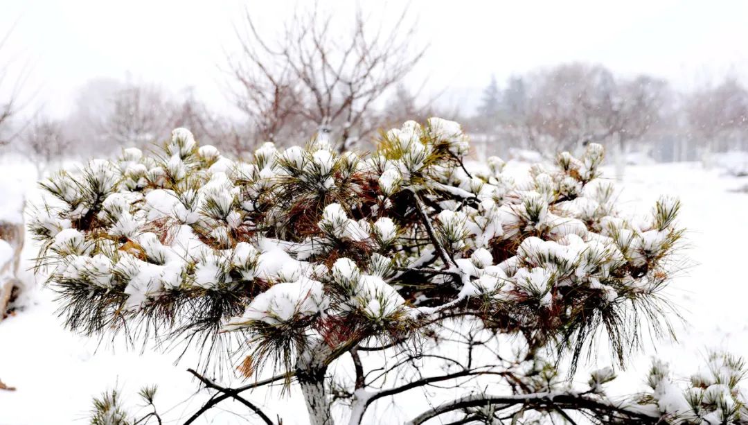 歲末將至 敬頌冬綏 素雪皚皚 雪意涔涔