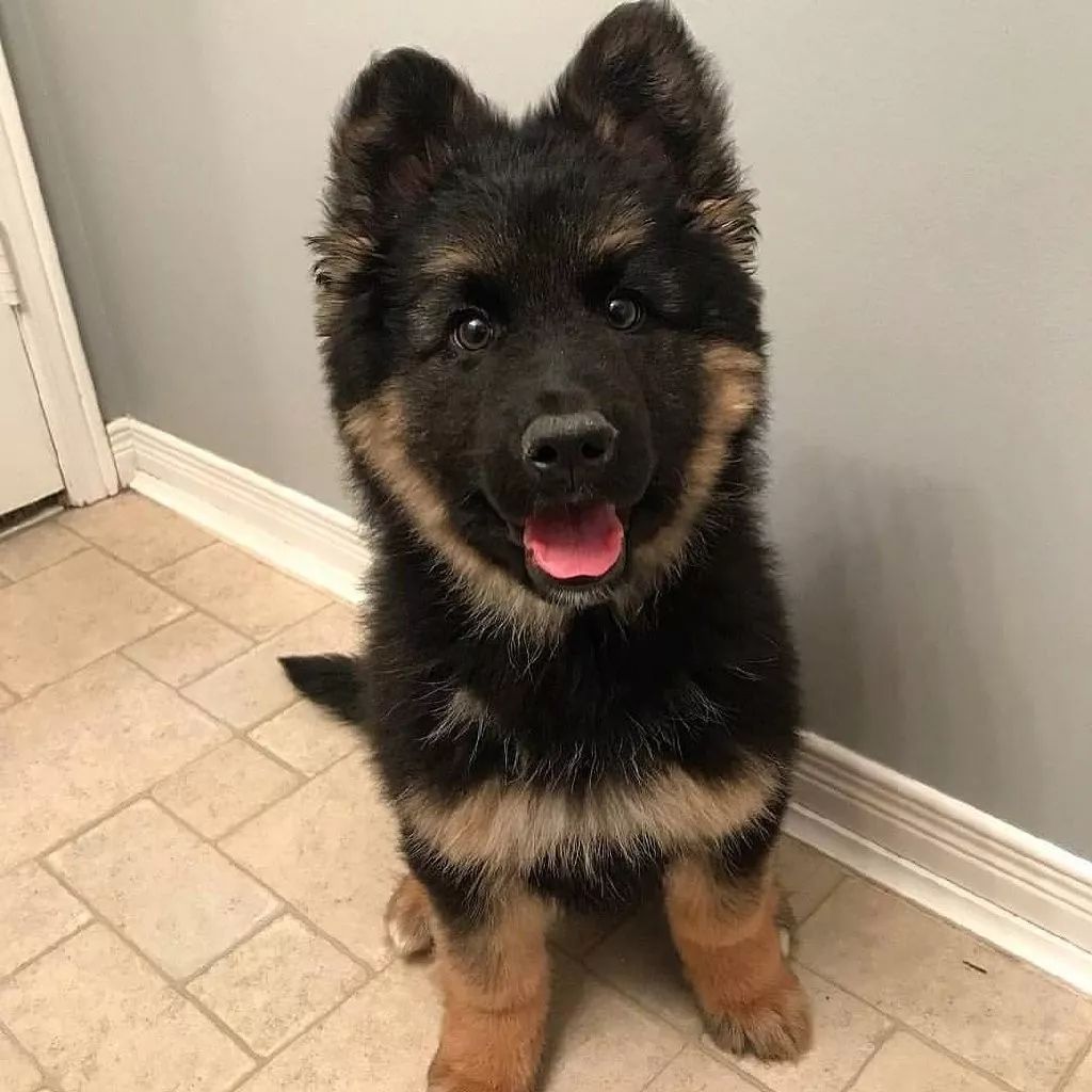 最后附上小德牧变成大德牧的对比照.