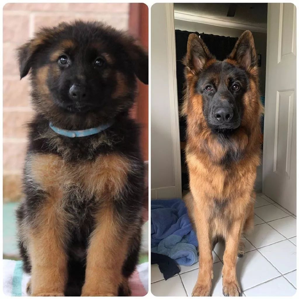 德牧宝宝的一张照片在网上爆红,网友惊叹:这不就是我梦中情狗的样子?