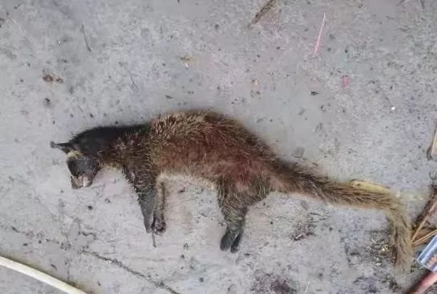 疫情严峻,这些人还在捕食野味,从重严惩!