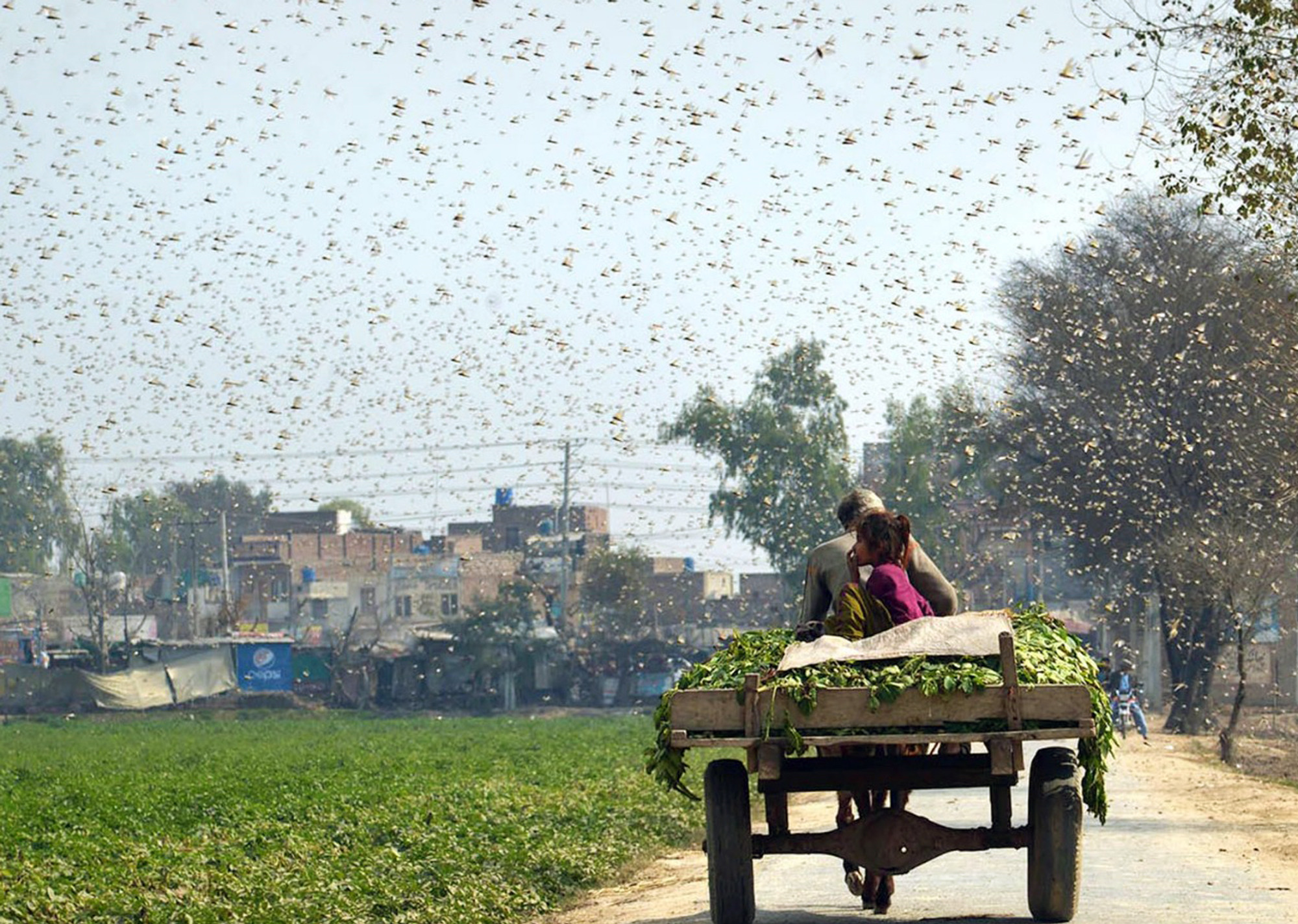 印度蝗虫灾电影图片