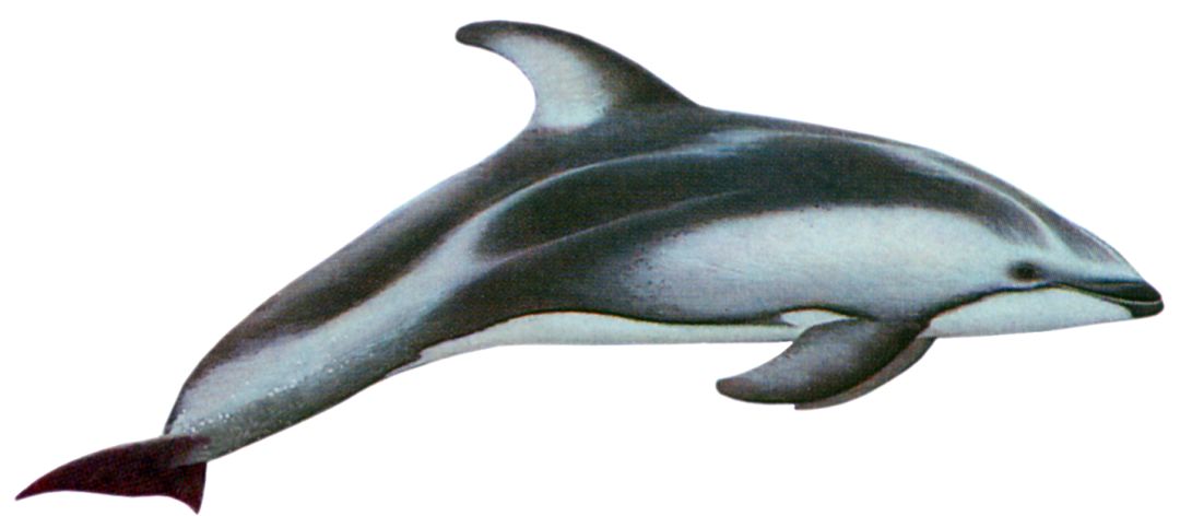 fraser's dolphin 别名:沙捞越海豚,伊河海豚 快速鉴别 体型