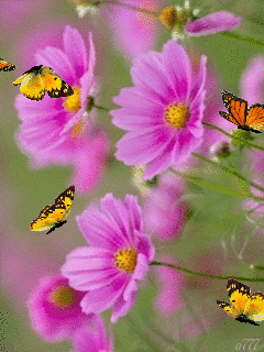 会动的照片,花飞蝴蝶乱,太美了!值得收藏