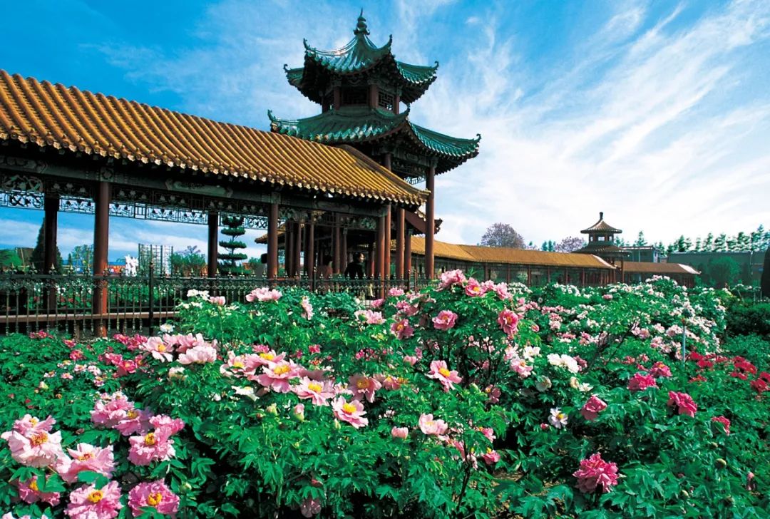 "云"游牡丹区,不止牡丹那些事儿|云上春游看菏泽