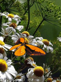 240_320竖版 竖屏gif 动态图 动图