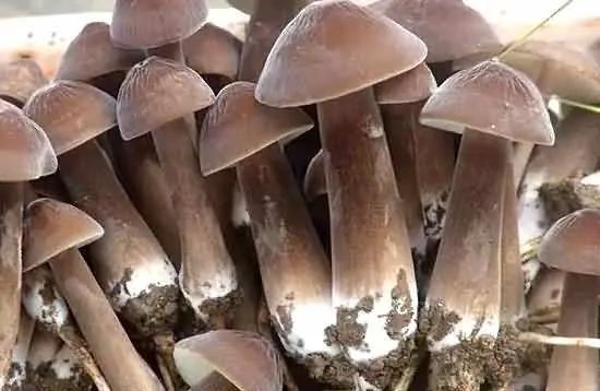 黑鸡纵                                    功效