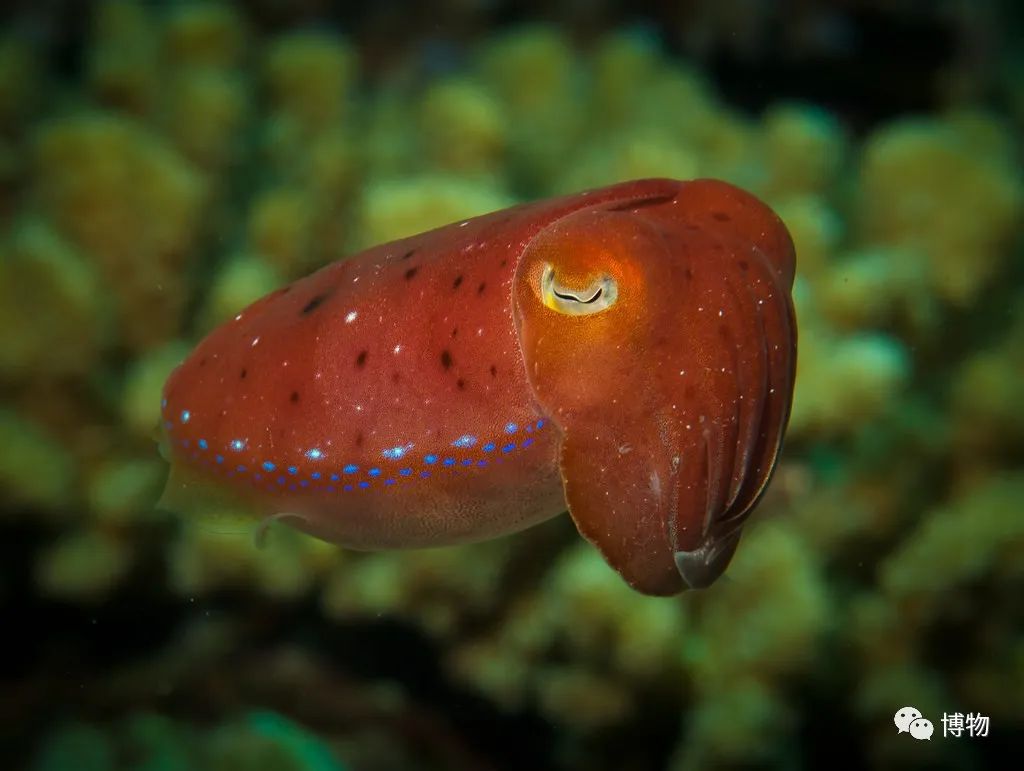 可爱的白斑乌贼小baby                  往期文章回顾