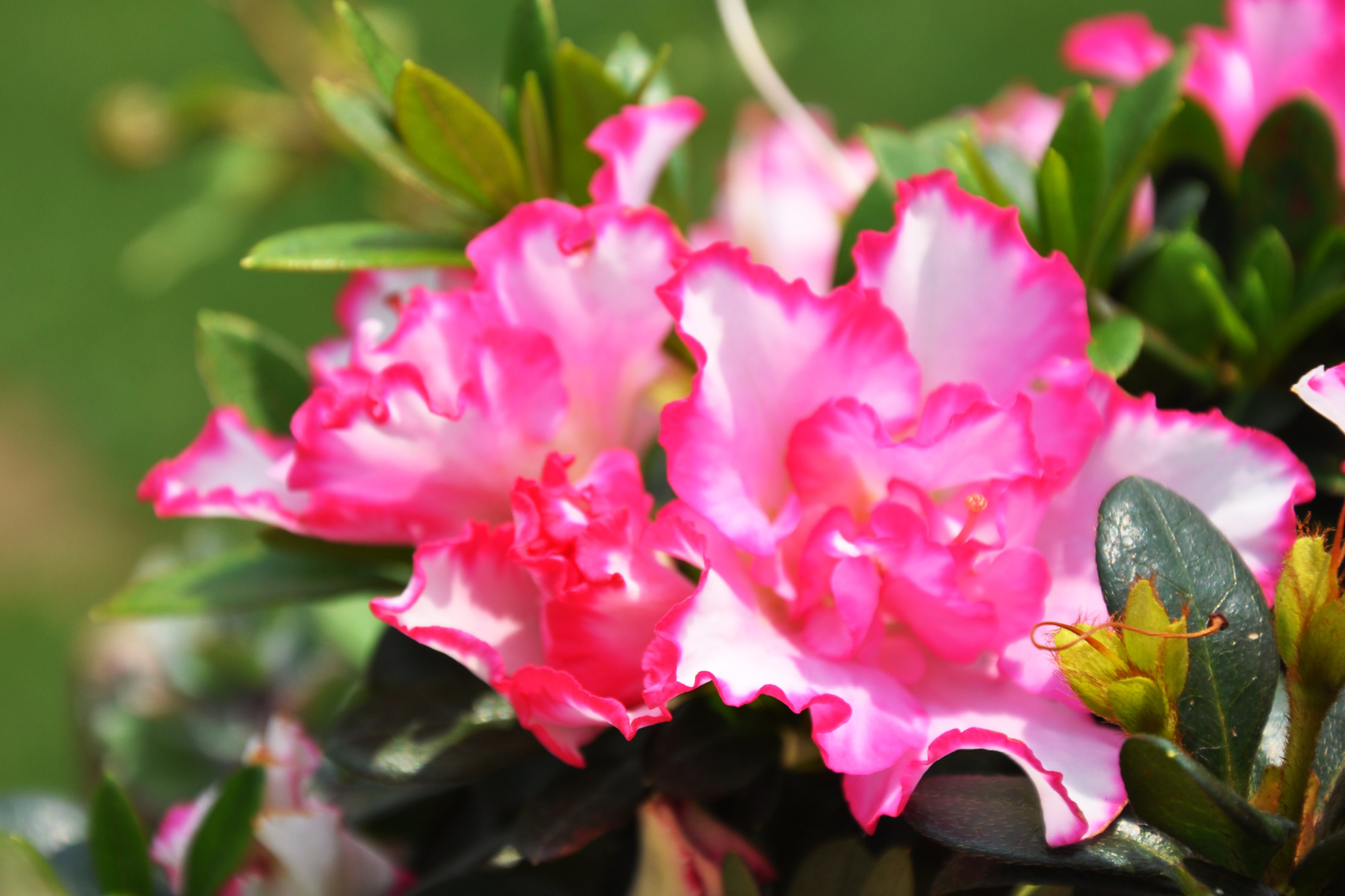 奇花异草,争芳斗艳的上海辰山植物园(一)