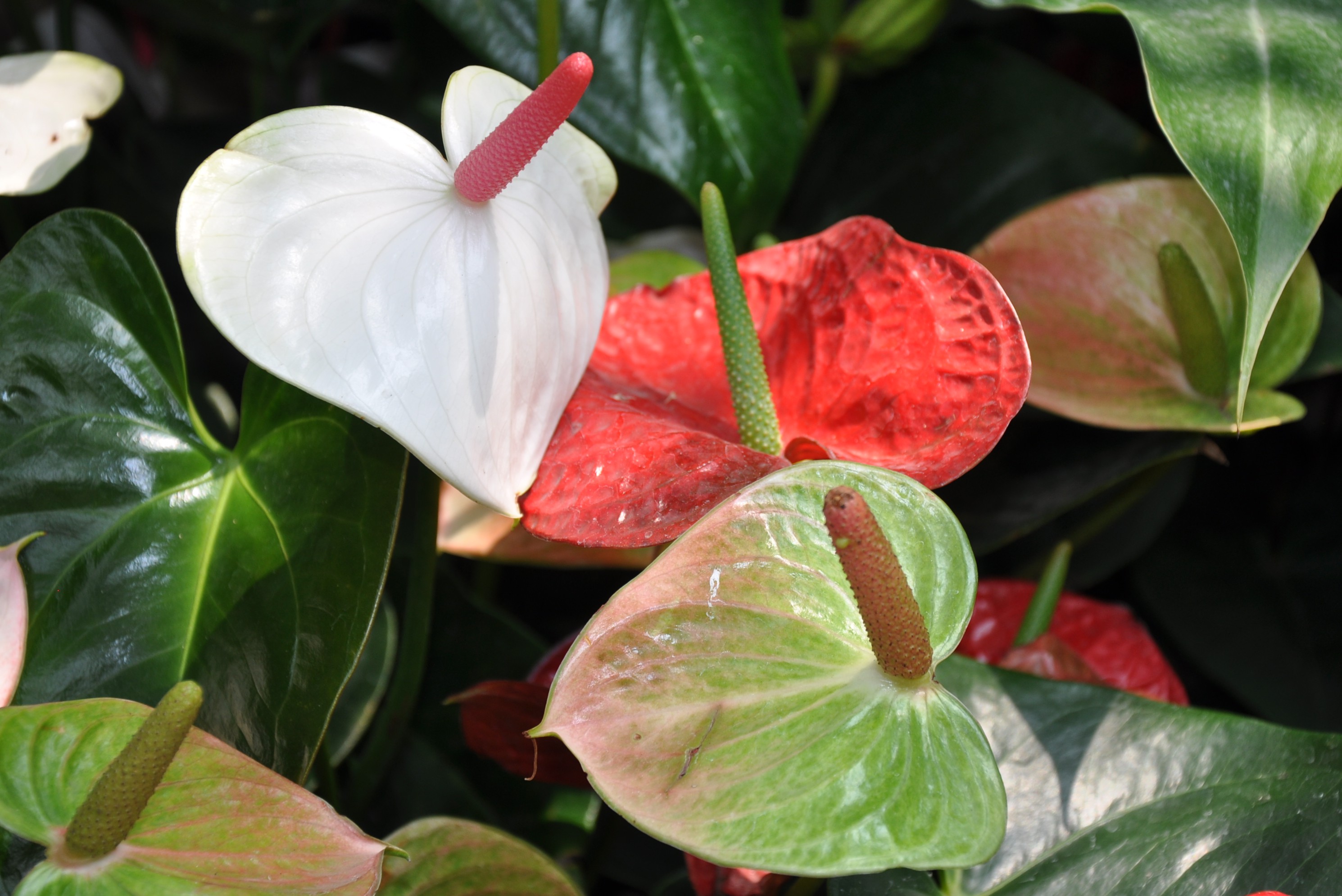 奇花异草,争芳斗艳的上海辰山植物园(一)