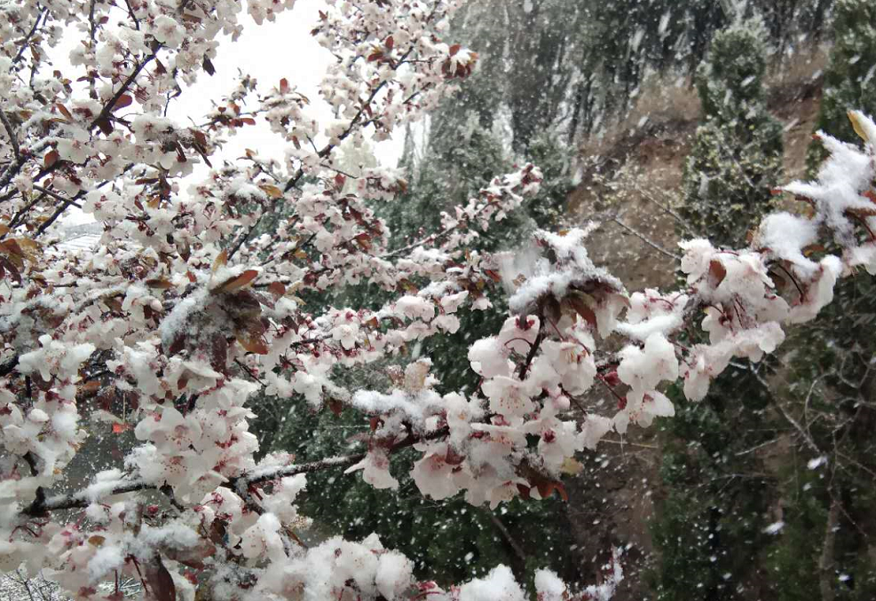 今天,濟南也下雪了!傳說中的