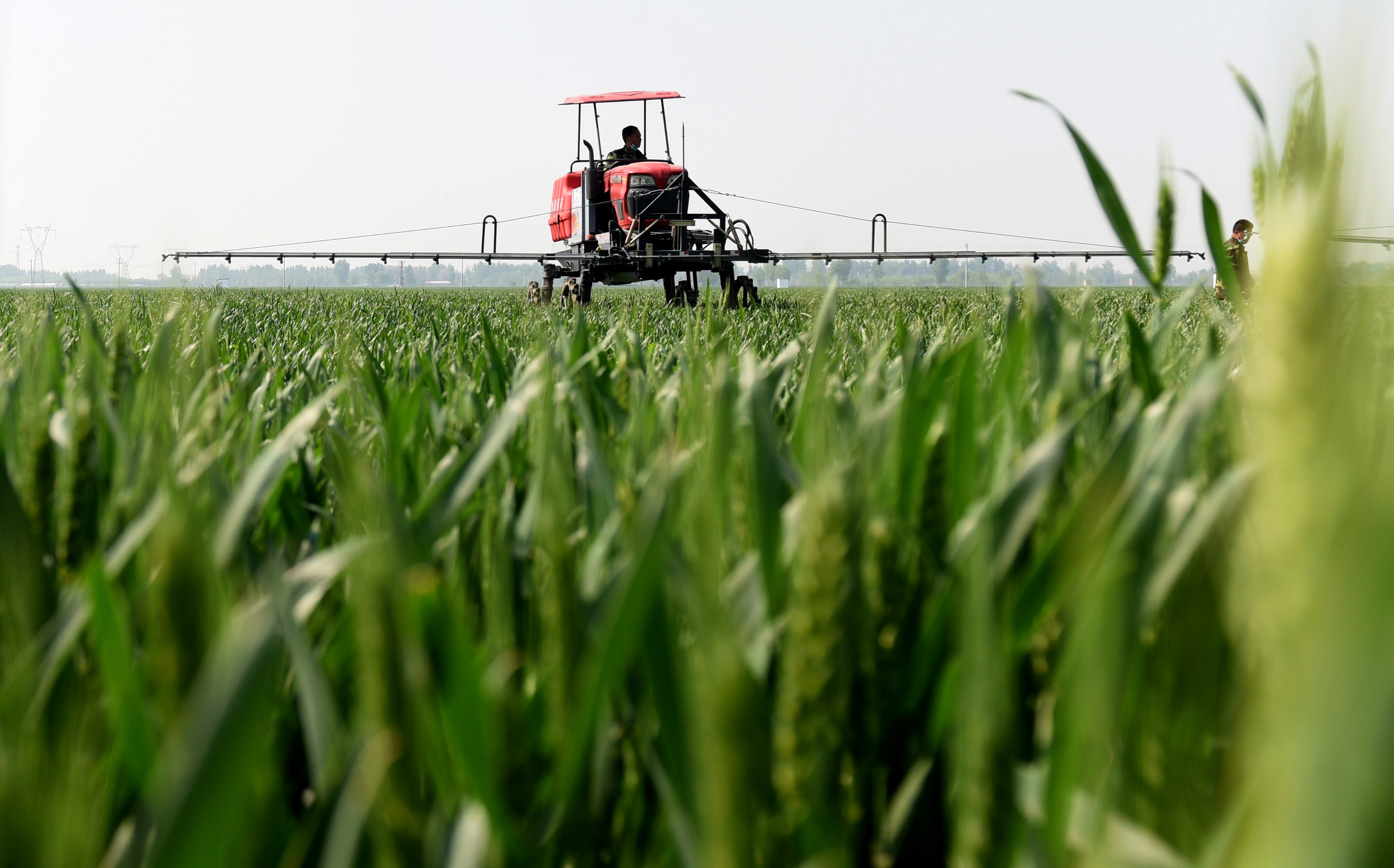 4月28日,南和县闫里乡闫里村一农业合作社农民使用农业机械在麦田喷洒