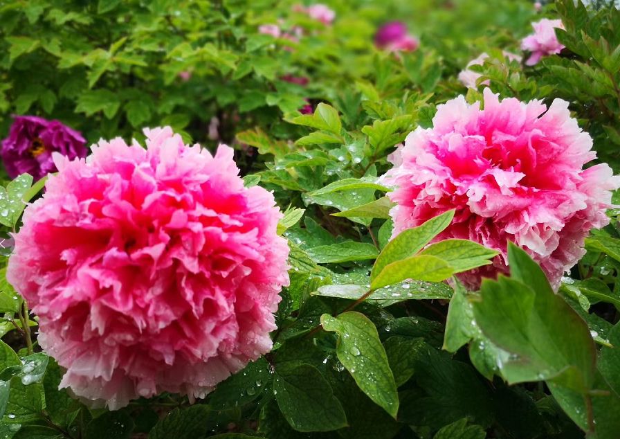 菏澤天香公園的牡丹開了!重點是免費入園