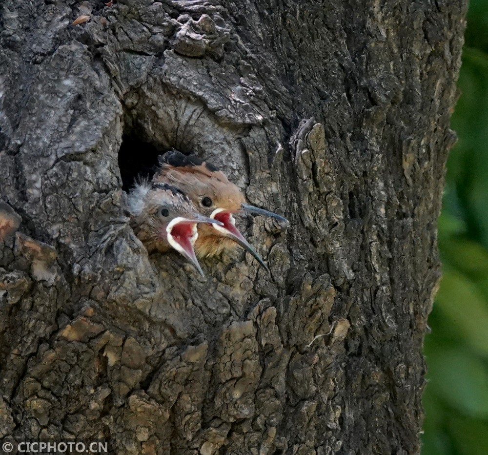 2020年5月12日,北京东风公园,两只戴胜鸟宝宝从窝里探出头来张望.