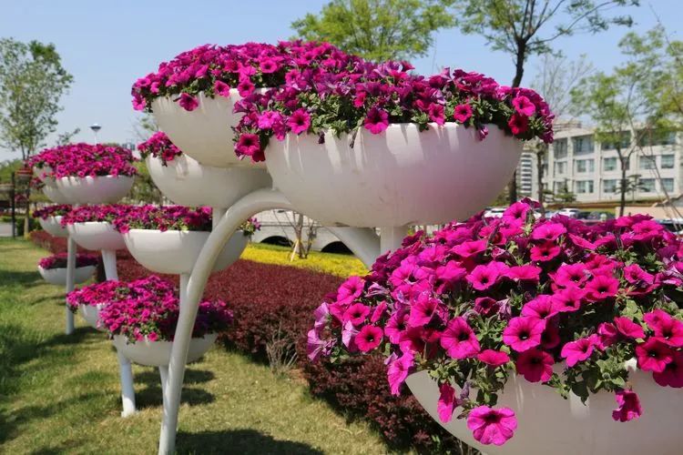 争芳吐艳春色满园来看看章丘这些漂亮的花卉造型