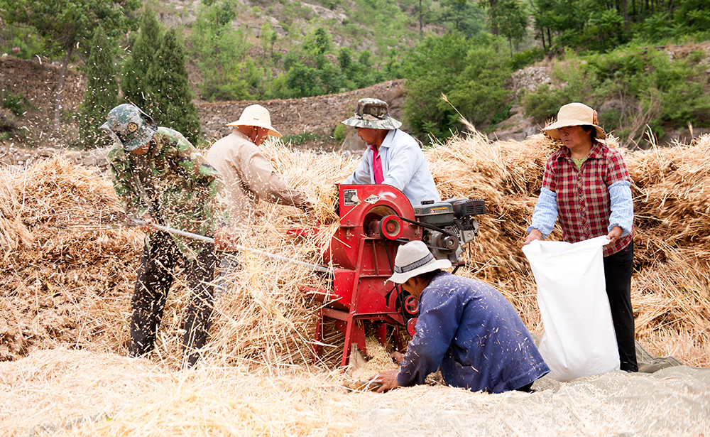 青州市:山区麦收 满满的乡愁回忆