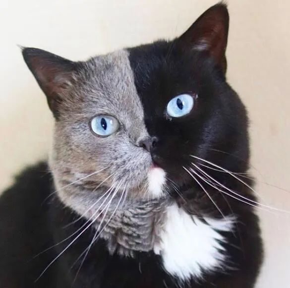 这只双色猫就近当爹了,还刚好生下小猫一灰一黑,好可爱!