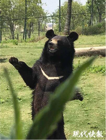 8岁黑熊爱站立跳舞,憨态可掬成"网红"