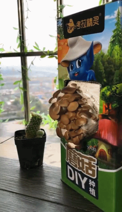 但这款考拉精灵diy蘑菇打破了这种印象,它真的非常好种植,步骤