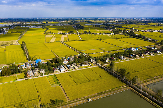 2019年10月16日,江苏省扬州市江都区小纪镇,稻田一片金黄.