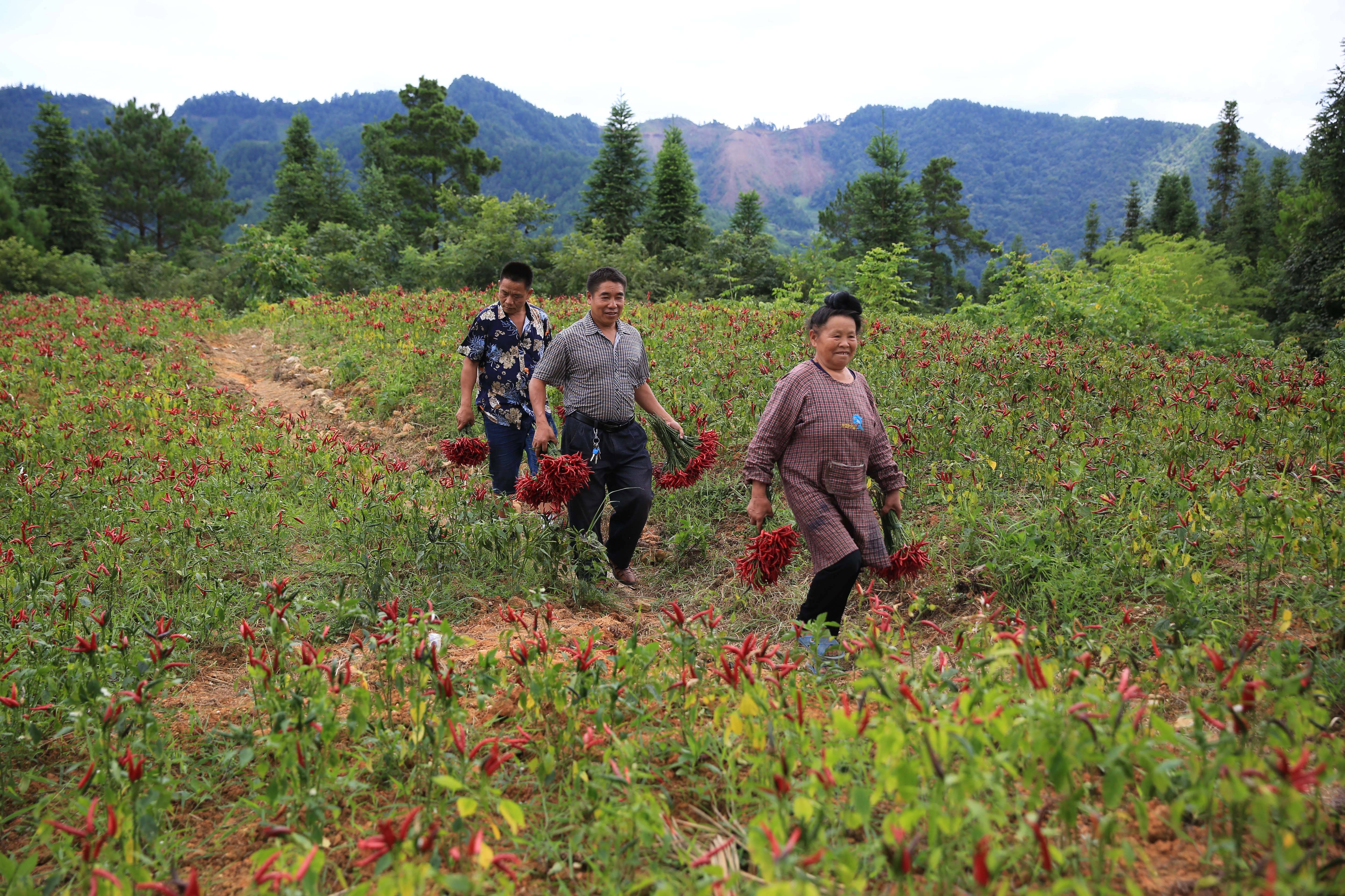 8月12日,在贵州省剑河县久仰镇摆尾村辣椒种植基地,农户在搬运刚采收