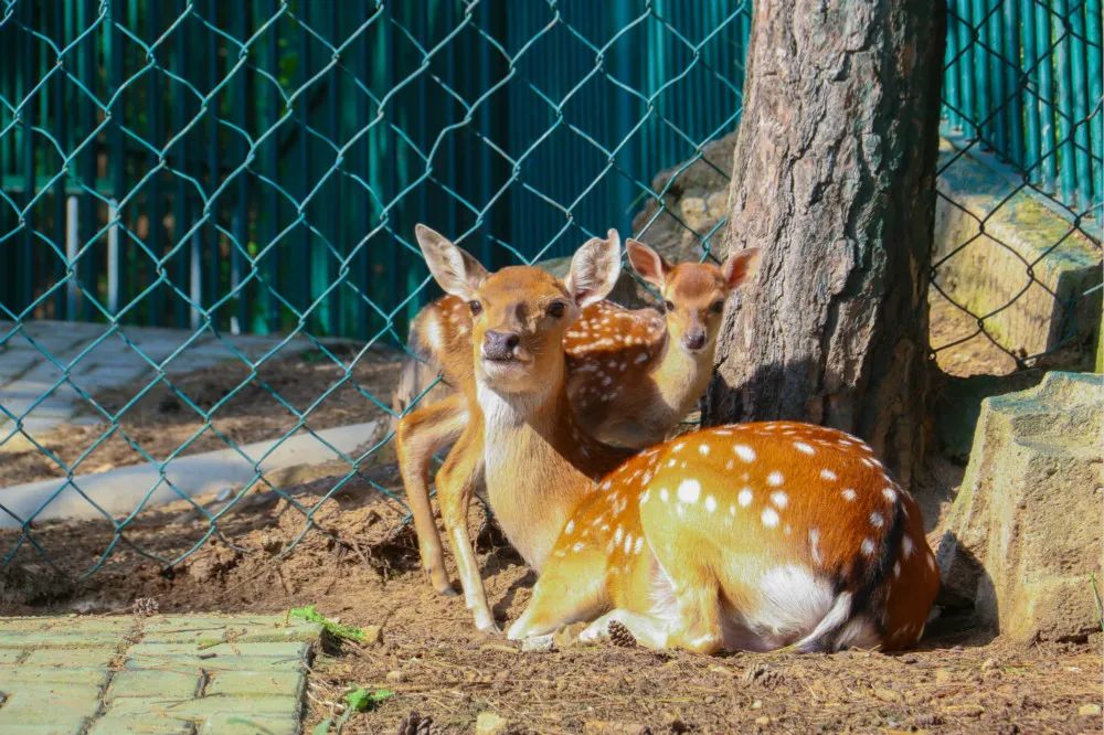 如果你喜欢我的话              记得来刘公岛珍稀动物园找我