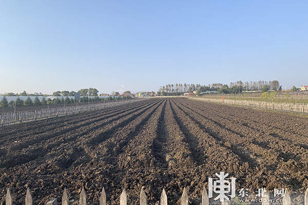 刚翻过地的垄间.东北网记者 迟亦达 摄