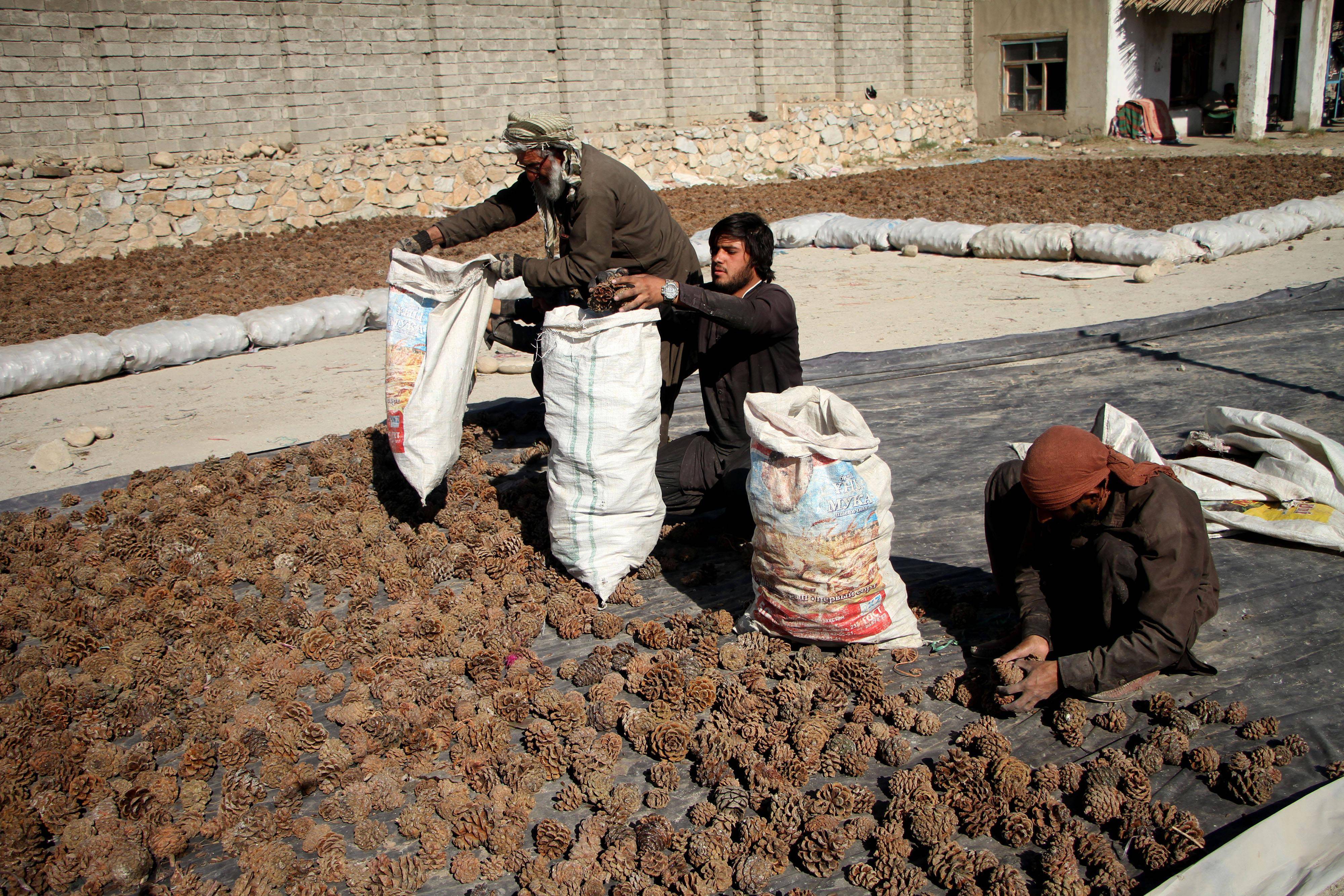 阿富汗松子成熟的季节