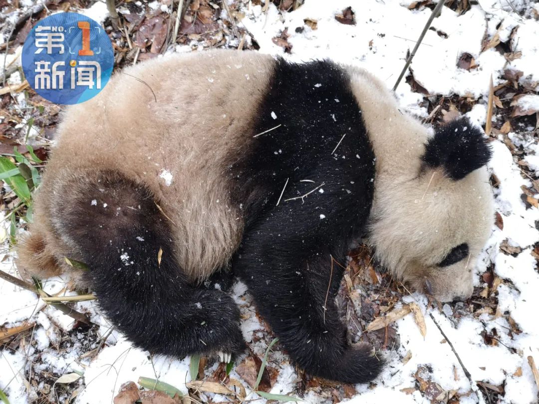 营救受伤秦岭野生大熊猫!