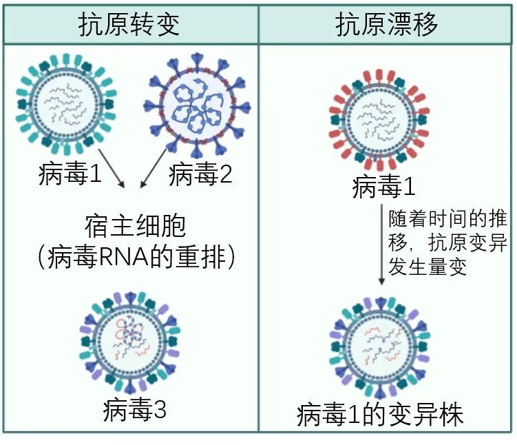 流感病毒变异的特点是表面抗原ha和na易变异