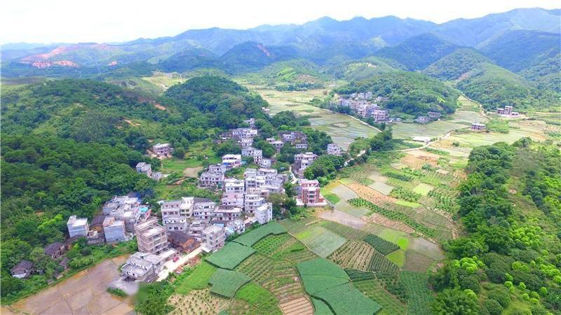 記者走進廣西梧州市龍圩區大坡鎮交村村,看到村民們房前屋後都是綠油