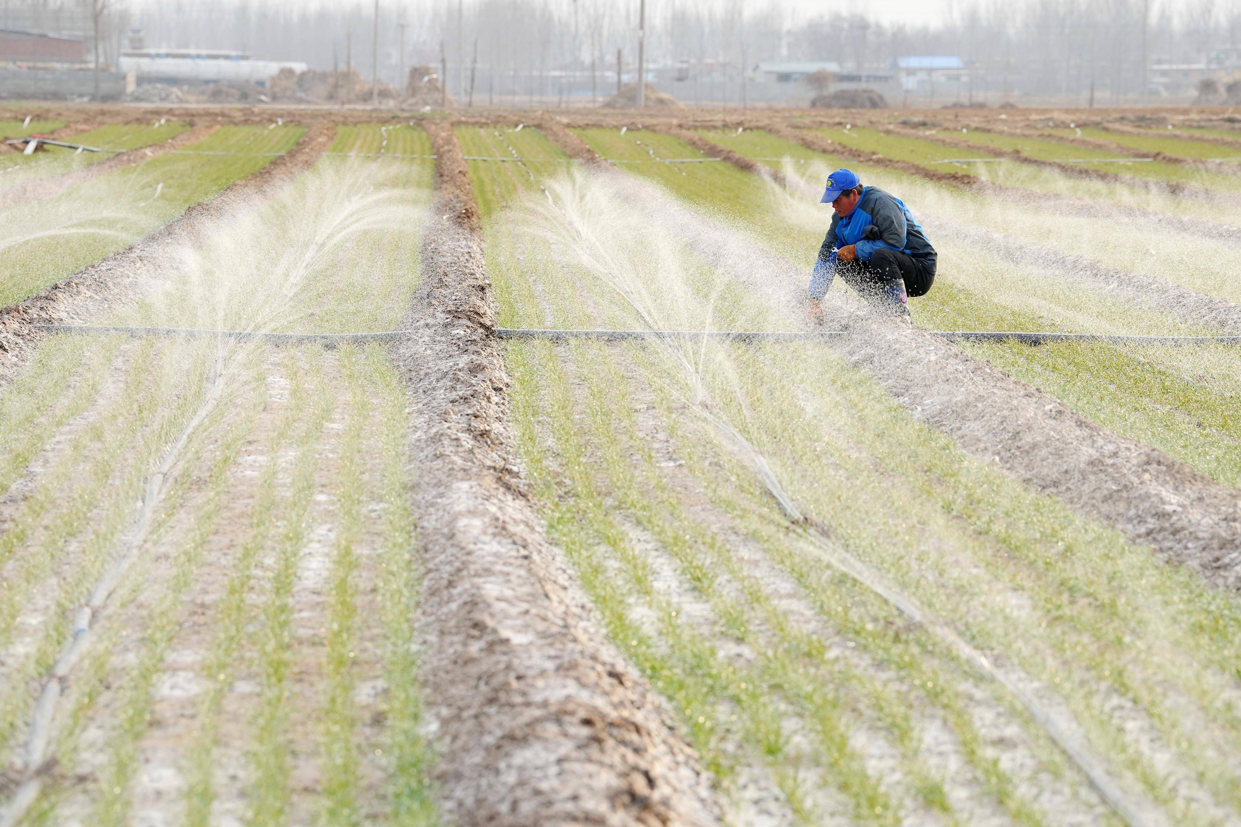 河北滦州冬小麦封冻水灌溉忙