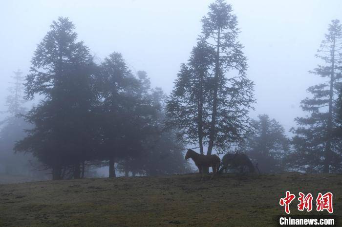 九仙山雾凇雨天图片