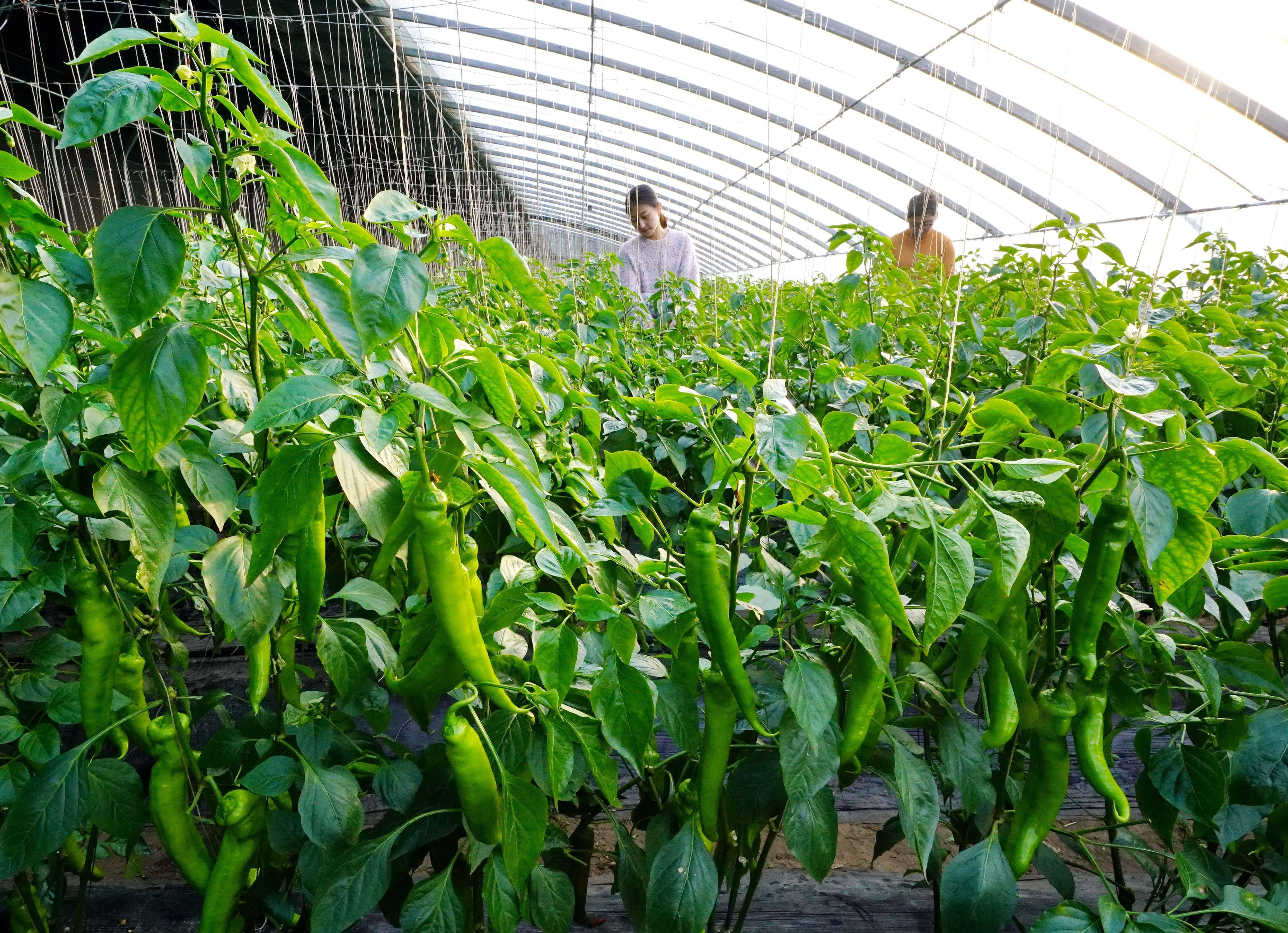 滦州市茨榆坨镇新希望蔬菜种植专业合作社的一位社员在大棚内管护辣椒