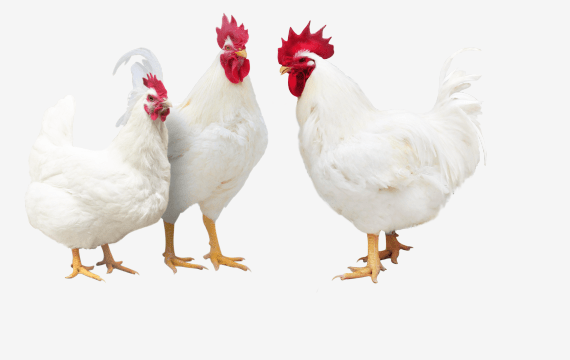 民生直通车广明2号成功培育将为百姓餐桌带来什么聚焦我国白羽肉鸡